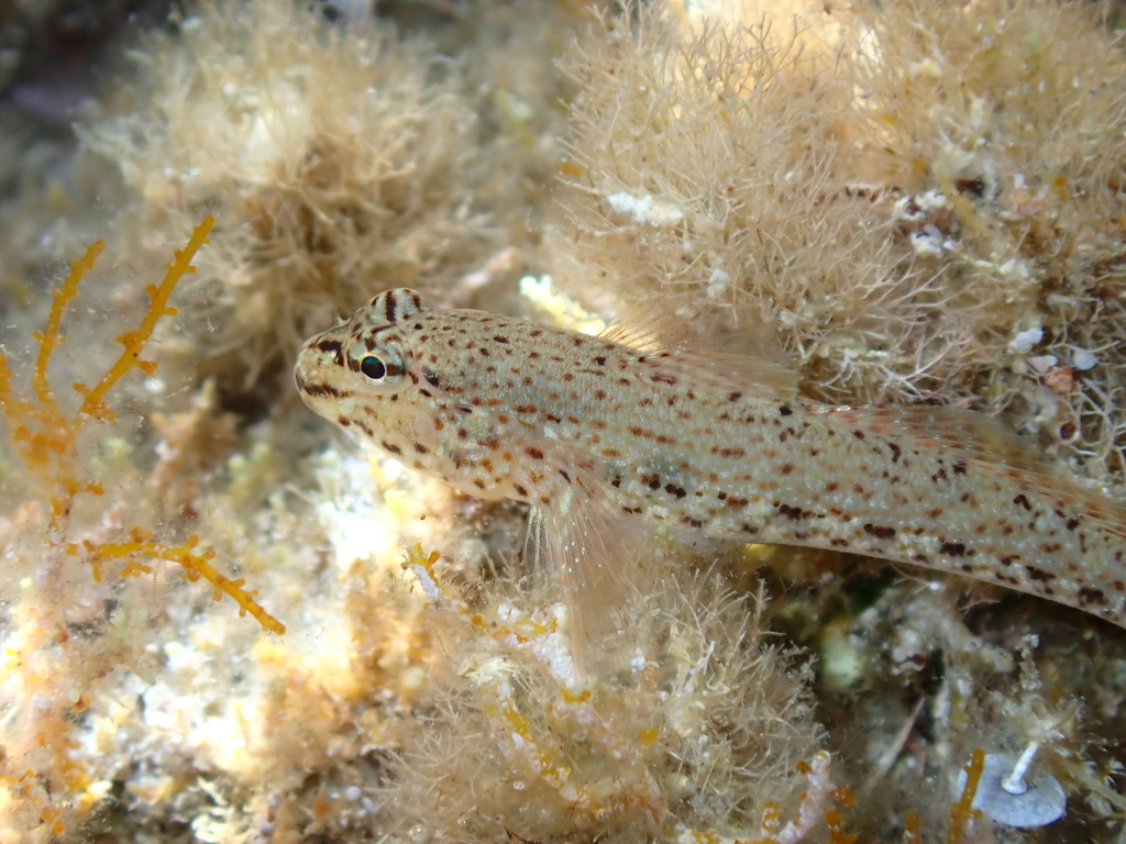 Gobius incognitus بين الطحالب، من أصغر الرقاقدة