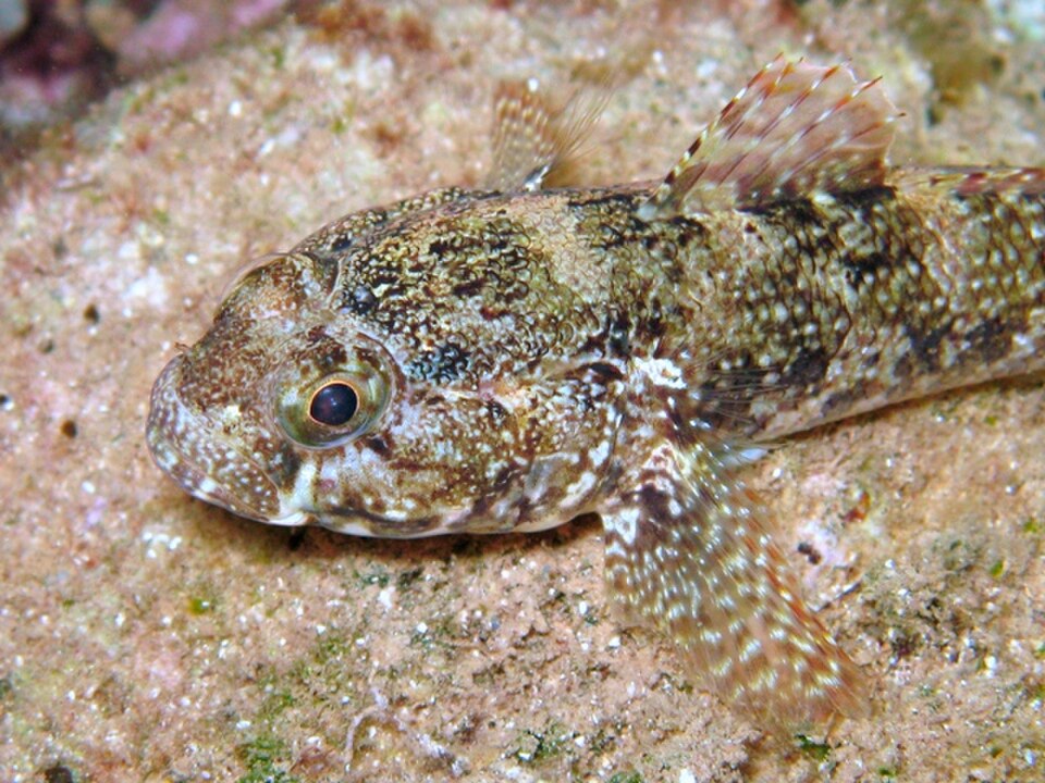 رأس Gobius paganellus عن قرب: العينان في أعلى الرأس