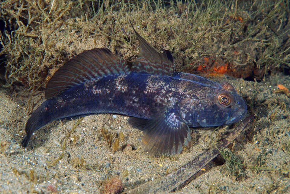 ذكر Gobius niger على الرمل: زعنفتان ظهريتان منفصلتان