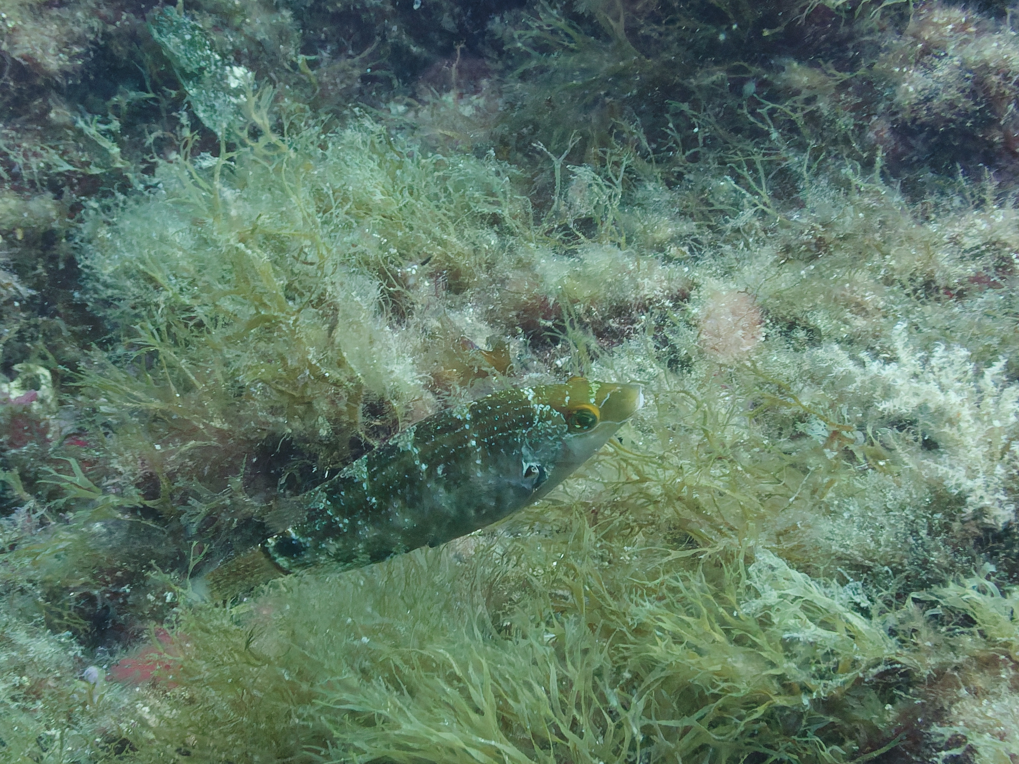 Symphodus mediterraneus بين الطحالب، بألوان باهتة (أنثى على الأرجح)