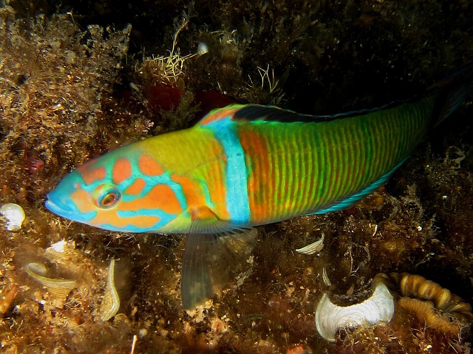 زريرڤة